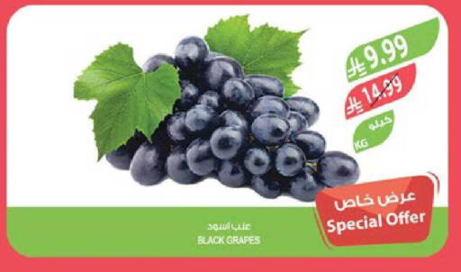 Grapes available at المزرعة in مملكة العربية السعودية, السعودية, سعودية - تبوك