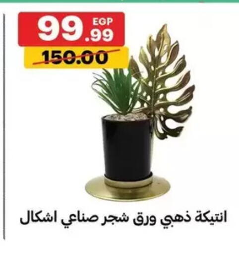 available at الحبيب ماركت in Egypt - القاهرة