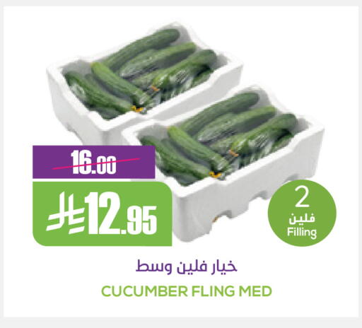 Cucumber available at Sapt in KSA, Saudi Arabia, Saudi - Buraidah