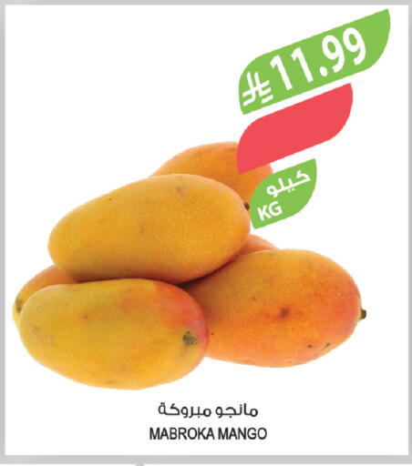 Mango available at Farm  in KSA, Saudi Arabia, Saudi - Al-Kharj