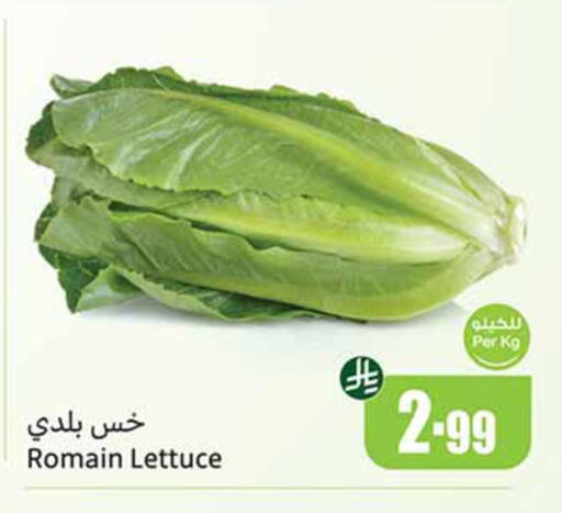 Lettuce available at Othaim Markets in KSA, Saudi Arabia, Saudi - Al-Kharj
