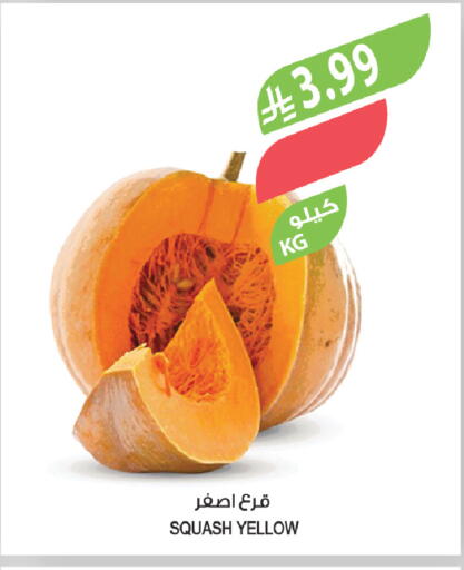 Squash available at Farm  in KSA, Saudi Arabia, Saudi - Tabuk