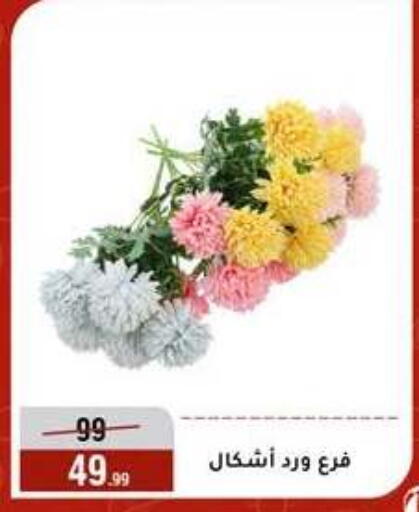 available at المرشدي in Egypt - القاهرة