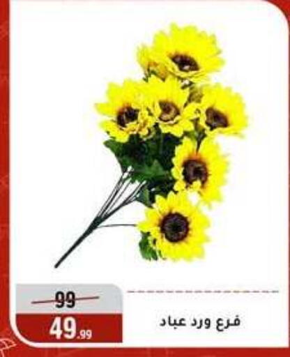 available at المرشدي in Egypt - القاهرة