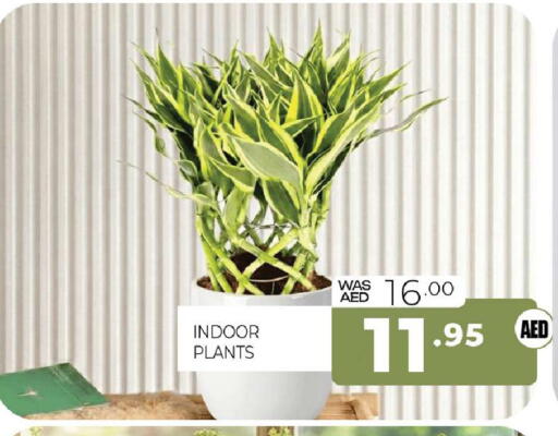 available at Al Madina  in UAE - Sharjah / Ajman