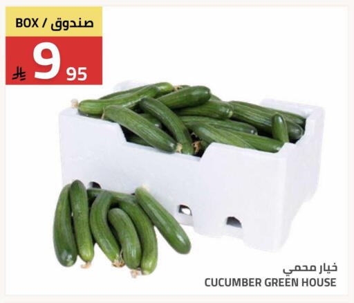 Cucumber available at Astra Markets in KSA, Saudi Arabia, Saudi - Tabuk