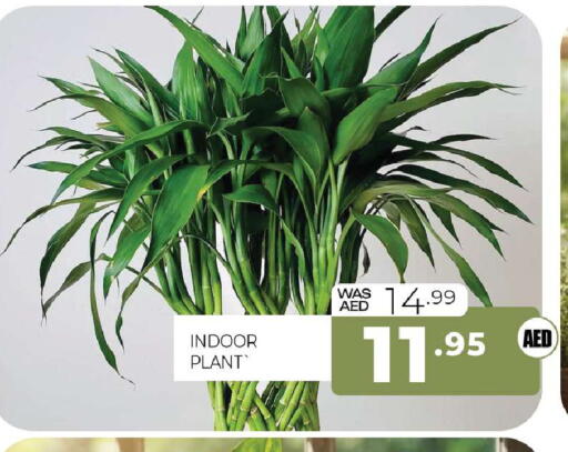 available at Al Madina  in UAE - Sharjah / Ajman