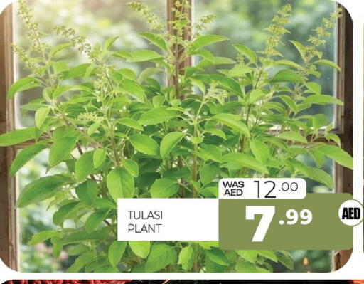 available at Al Madina  in UAE - Sharjah / Ajman
