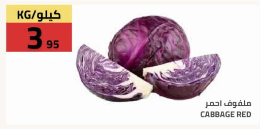 Cabbage available at Astra Markets in KSA, Saudi Arabia, Saudi - Tabuk