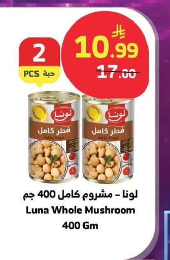 Mushroom available at الراية in مملكة العربية السعودية, السعودية, سعودية - جدة