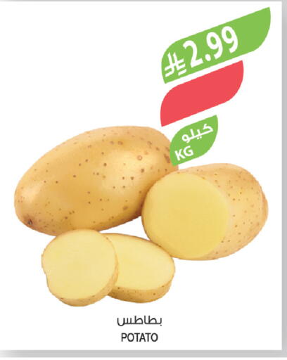 Potato available at المزرعة in مملكة العربية السعودية, السعودية, سعودية - تبوك