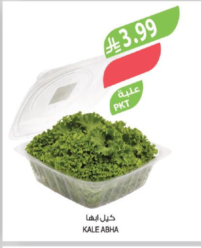 Kale available at Farm  in KSA, Saudi Arabia, Saudi - Tabuk