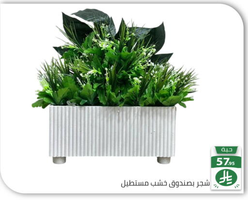 available at Family Discount in KSA, Saudi Arabia, Saudi - Riyadh