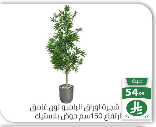 available at Family Discount in KSA, Saudi Arabia, Saudi - Riyadh