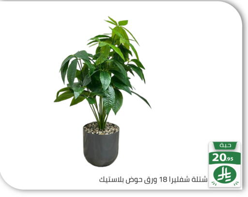 available at Family Discount in KSA, Saudi Arabia, Saudi - Riyadh