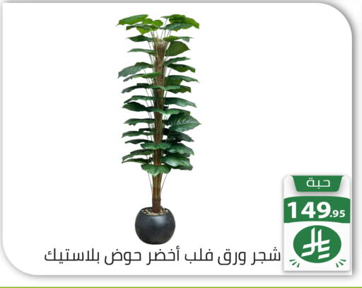 available at Family Discount in KSA, Saudi Arabia, Saudi - Riyadh