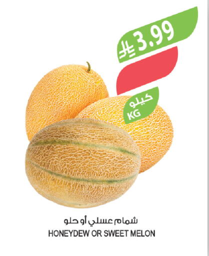 Melon available at Farm  in KSA, Saudi Arabia, Saudi - Al-Kharj