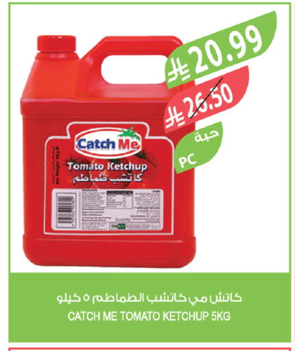 Tomato available at Farm  in KSA, Saudi Arabia, Saudi - Al-Kharj