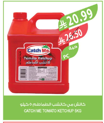 Tomato available at Farm  in KSA, Saudi Arabia, Saudi - Tabuk