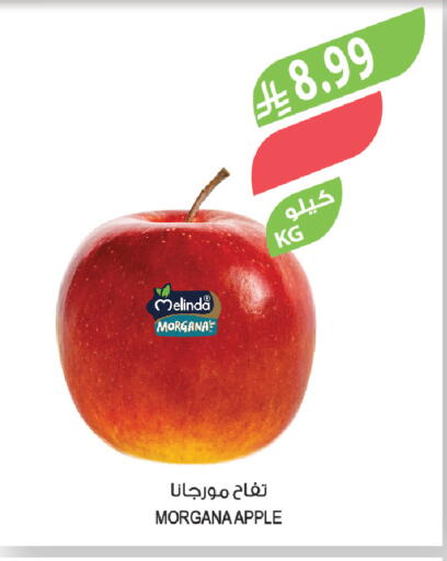 Apple available at Farm  in KSA, Saudi Arabia, Saudi - Tabuk