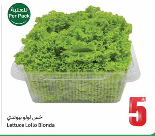 Lettuce available at Othaim Markets in KSA, Saudi Arabia, Saudi - Al-Kharj