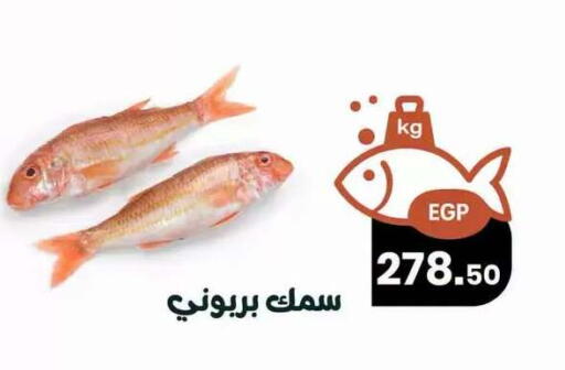 available at Arafa  in Egypt - Cairo