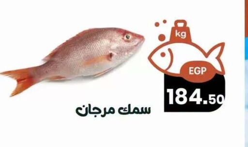 available at Arafa  in Egypt - Cairo
