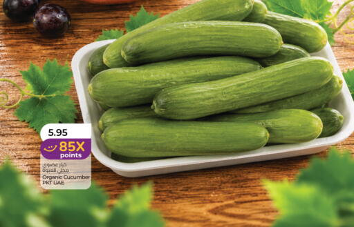 Cucumber available at لولو هايبرماركت in الإمارات العربية المتحدة , الامارات - أبو ظبي