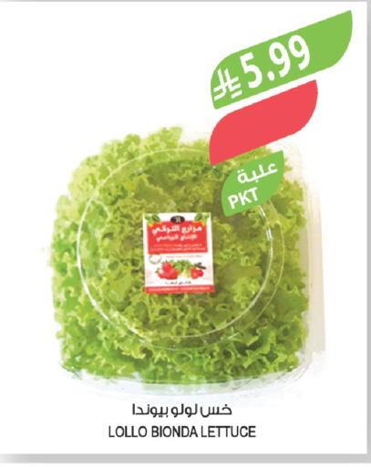 Lettuce available at المزرعة in مملكة العربية السعودية, السعودية, سعودية - تبوك
