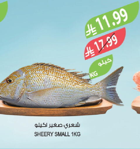 available at المزرعة in مملكة العربية السعودية, السعودية, سعودية - الرياض