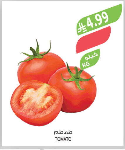 Tomato available at Farm  in KSA, Saudi Arabia, Saudi - Tabuk