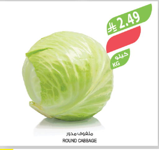 Cabbage available at المزرعة in مملكة العربية السعودية, السعودية, سعودية - تبوك