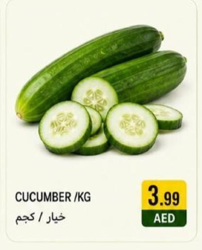 Cucumber available at  روابي ماركت عجمان in الإمارات العربية المتحدة , الامارات - الشارقة / عجمان