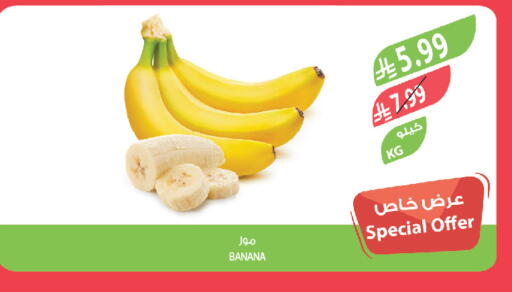 Banana available at المزرعة in مملكة العربية السعودية, السعودية, سعودية - تبوك