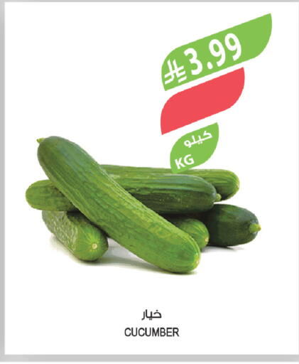 Cucumber available at Farm  in KSA, Saudi Arabia, Saudi - Abha
