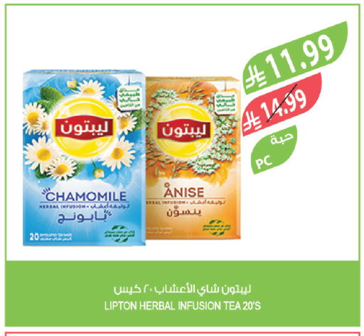 Anise available at Farm  in KSA, Saudi Arabia, Saudi - Abha