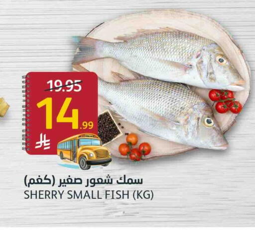 available at أسواق الجزيرة in مملكة العربية السعودية, السعودية, سعودية - الرياض