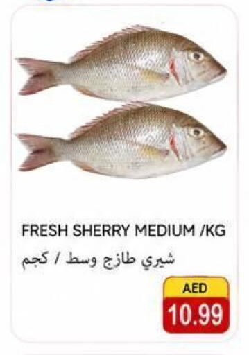 available at  روابي ماركت عجمان in الإمارات العربية المتحدة , الامارات - الشارقة / عجمان