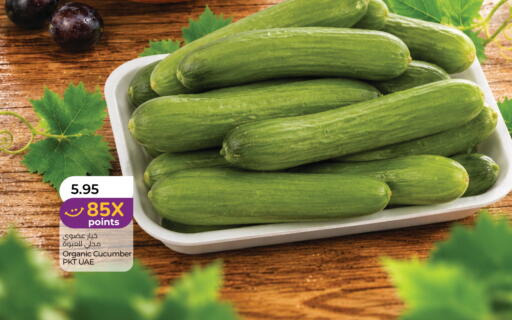 Cucumber available at Lulu Hypermarket in UAE - Sharjah / Ajman