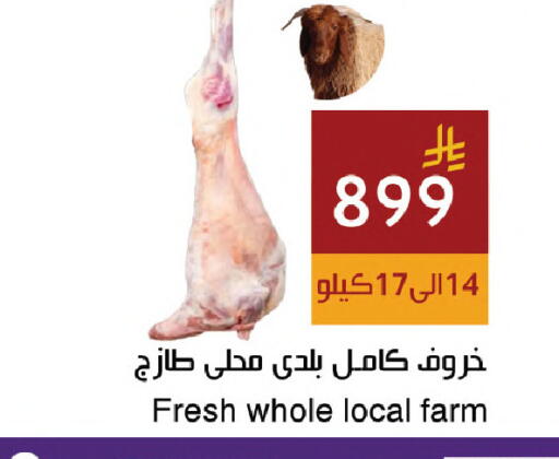 available at اسواق هلا in مملكة العربية السعودية, السعودية, سعودية - المنطقة الشرقية