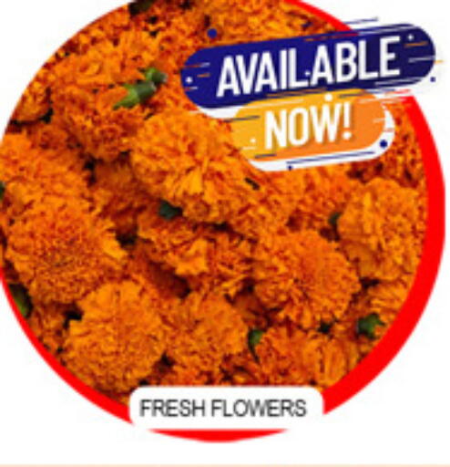 available at لكي سنتر in الإمارات العربية المتحدة , الامارات - الشارقة / عجمان