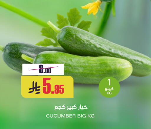 Cucumber available at Sapt in KSA, Saudi Arabia, Saudi - Buraidah