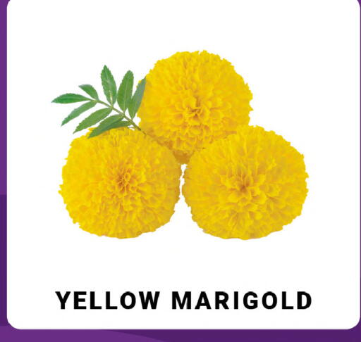 available at MADHOOR SUPERMARKET L.L.C in UAE - Sharjah / Ajman