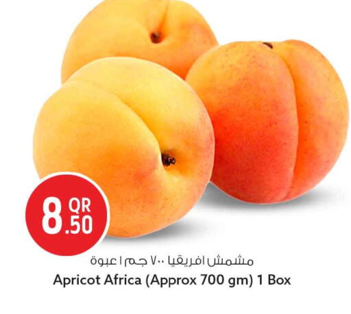 Apricot available at سفاري هايبر ماركت in قطر - الشمال