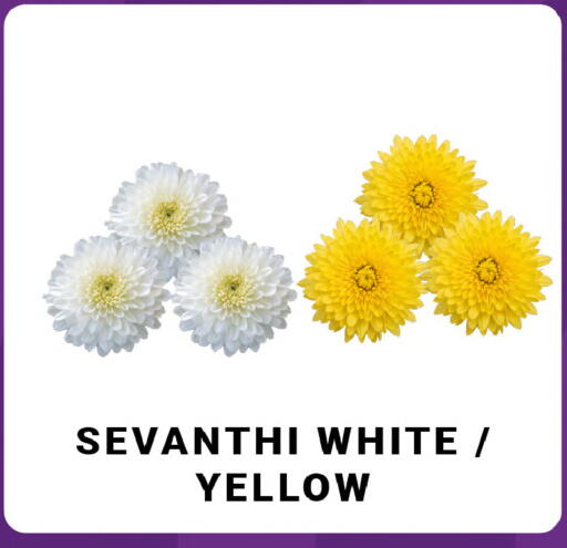 available at MADHOOR SUPERMARKET L.L.C in UAE - Sharjah / Ajman