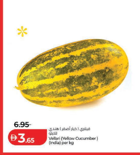 Cucumber from India available at لولو هايبرماركت in الإمارات العربية المتحدة , الامارات - ٱلْعَيْن‎