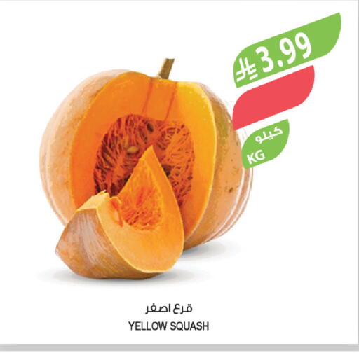 Squash available at المزرعة in مملكة العربية السعودية, السعودية, سعودية - نجران