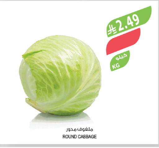 Cabbage available at المزرعة in مملكة العربية السعودية, السعودية, سعودية - نجران