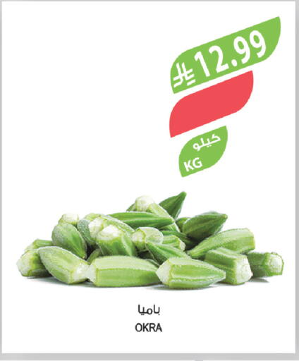 Okra available at Farm  in KSA, Saudi Arabia, Saudi - Tabuk