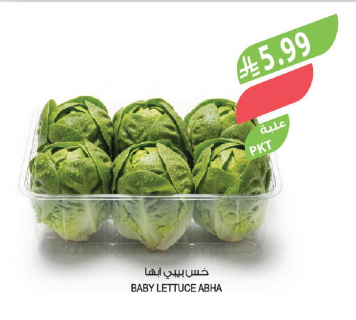 Lettuce available at المزرعة in مملكة العربية السعودية, السعودية, سعودية - نجران